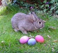 Image result for Snow White Bunny