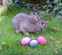 Image result for Google Images of the Real Easter Bunny