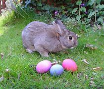 Image result for How to Make Easter Bunny