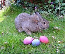 Image result for Colorful Bunny Images