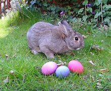 Image result for Mad Easter Bunny