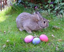 Image result for Life-Size Easter Bunny