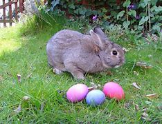 Image result for 1Any Bunny