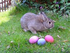 Image result for Cute Easter Bunny Faces