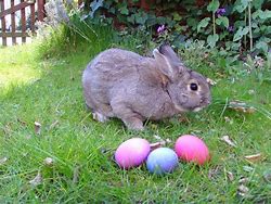 Image result for Easter Bunny Pics