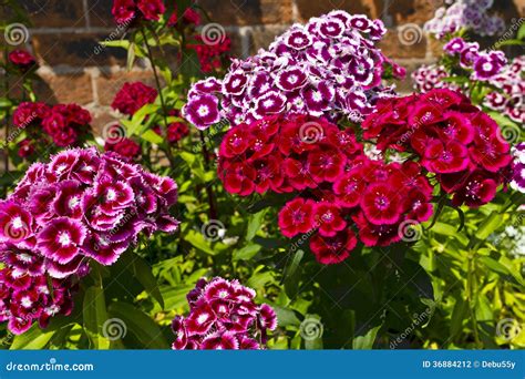 Dianthus Barbatus (sweet William) Flowers in a Garden. Stock Photo ...