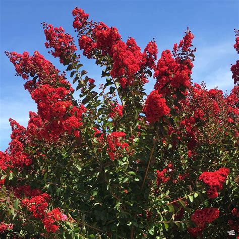 Crape Myrtle 'Dynamite' Standard Trunk — Green Acres Nursery & Supply