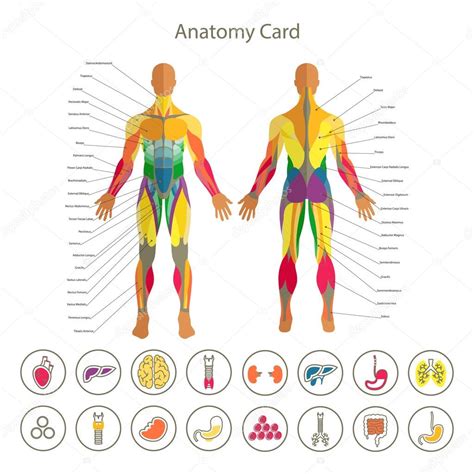Anatomy Of Organs In Your Back at Monte Stock blog