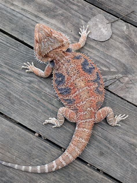 Hypo Red Blue Bar Bearded Dragon Central Bearded Dragon by JB Dragons ...