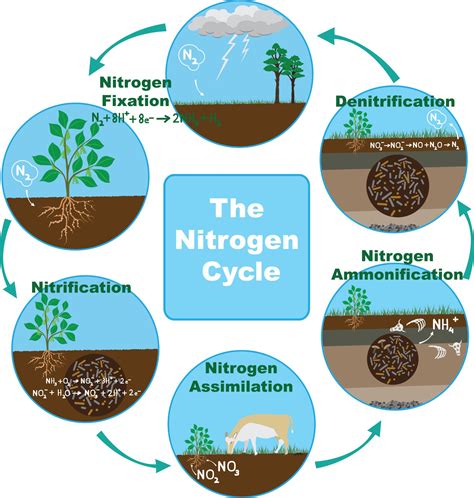 Simple Nitrogen Cycle Ncert