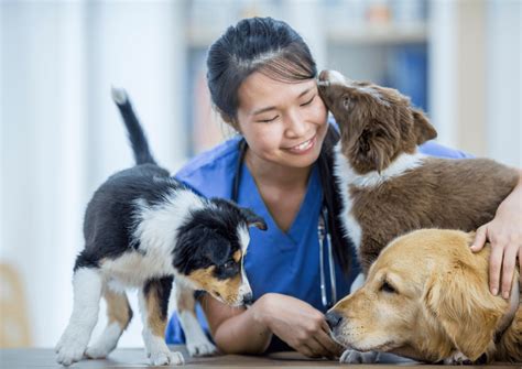 20 Amazing Facts about Veterinarians in the USA | Vet Facts