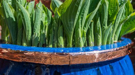 Image result for Homemade Slug Control