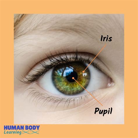 Fun Facts About Eyes for Kids 👁️ Human Body Learning