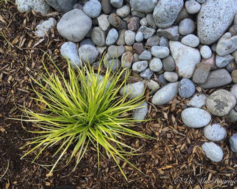Five low-growing ornamental grasses — FERNS & FEATHERS