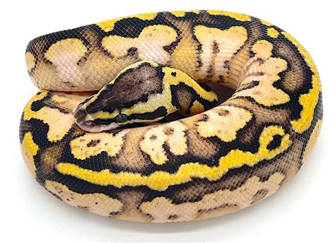 Image result for Fire Pastel Ball Python