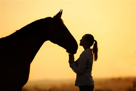 Equine Services | Callaghan Road Animal Hospital