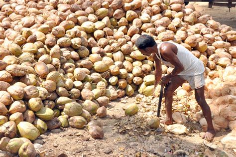 D'source Coconut Husk Peeling | Coir Craft | D'Source Digital Online ...