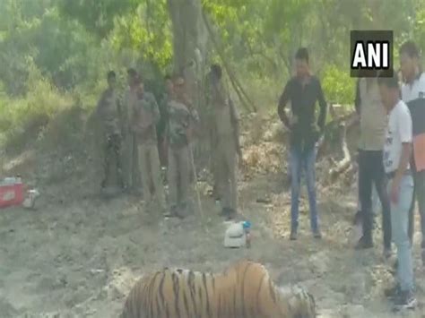 Tiger carcass found in Jim Corbett National Park