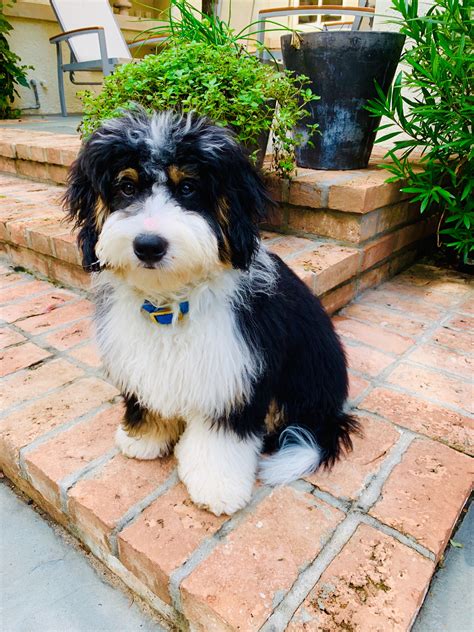 The bernedoodle a complete guide from puppy to fully grown – Artofit
