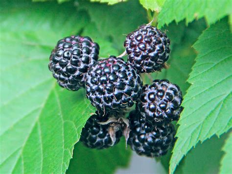 Black Raspberries vs. Blackberries: The Difference Between These Summer ...