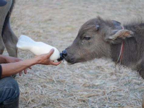 Midsection of person eating feeding on field | Premium Photo
