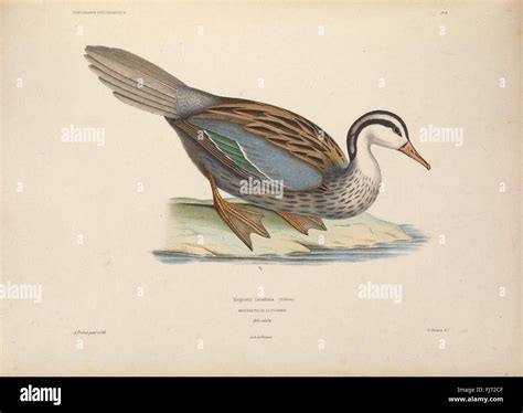 Ornithological Iconography, Bird Species, Scientific Illustration ...