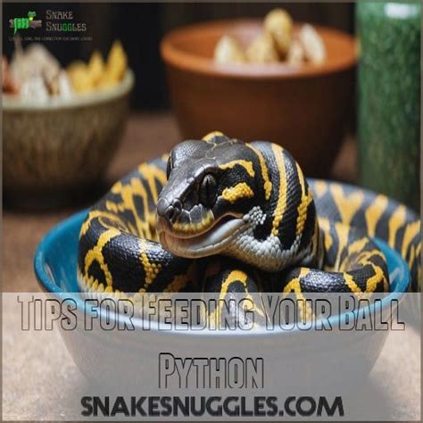 Image result for Python Snake Feeding