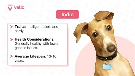 The Average Lifespan of Dogs: 15 Popular Breeds in India