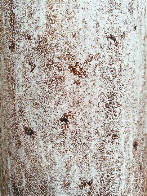 Image result for Rusty White Texture