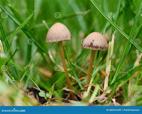 Mushrooms Growing on Your Lawn Stock Image - Image of fall, soil: 289241649