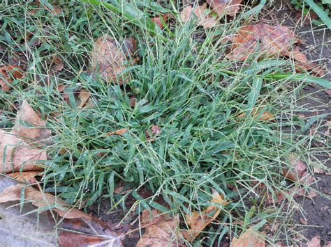 Cynodon dactylon (L.) Pers. | Plants of the World Online | Kew Science