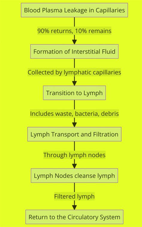 Image result for How Is Lymph Formed