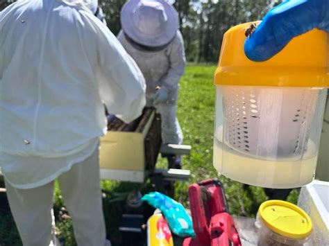 Hands on Varroa and Beekeeping Day , Wamuran, Queensland, 14 June 2025 ...