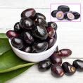 Black Jamun Fruit Plants (Syzygium Cumini) – veliyathgardens