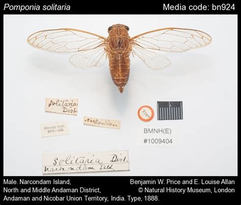 Pomponia solitaria Distant, 1888 - | Cicadas