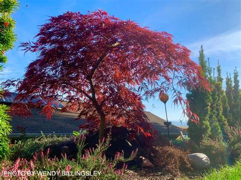 Buy Acer palmatum dissectum Crimson Queen Laceleaf Japanese Maple — Mr ...