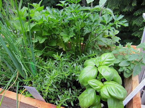 Art Garden Diva: Herb Garden in Containers