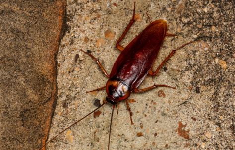 How Cockroaches Are Helping The Army Build Better Legs | War History Online