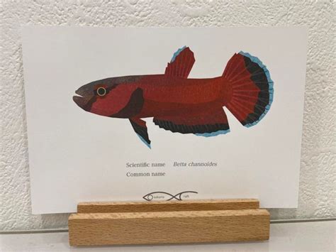 Betta channoides Drawing Postcard | Osakanacraft
