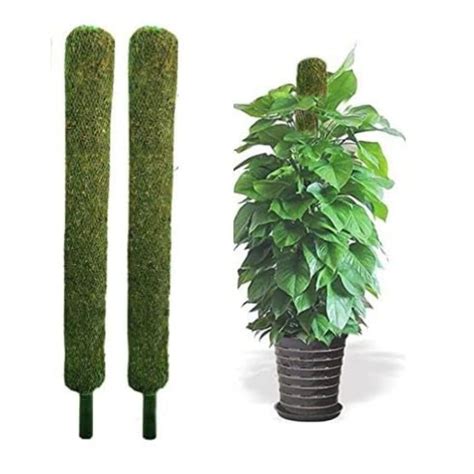 Bhajanlal Greenery 2.4 FT Moss & Coir Stick | Set of 2 | for Money ...