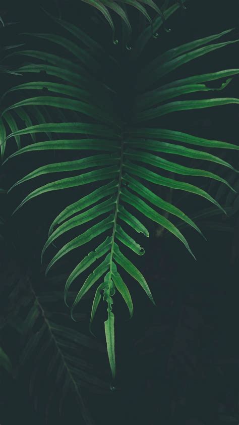 Download wallpaper 1080x1920 fern, leaf, plant, darkness samsung galaxy ...