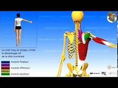Abduction L by L 233 Paule L Adduction Les Muscles Adducteurs Abduction L