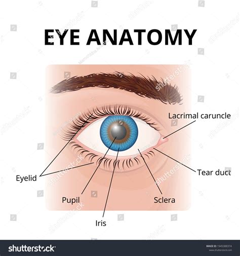 Lacrimal Caruncle Swollen