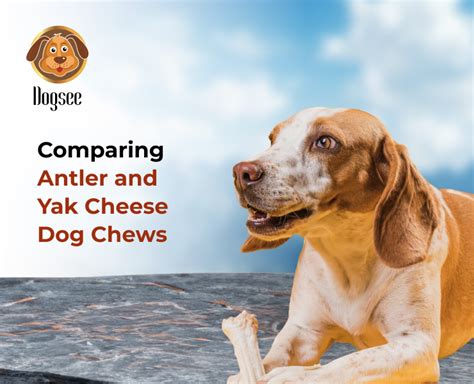 Comparing Antler and Yak Cheese Dog Chews: A Guide to Dog Chew Choices ...