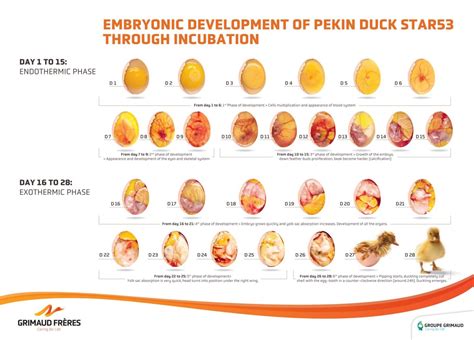 Duck egg incubation at Grimaud Frères, a meticulous expertise - Grimaud ...