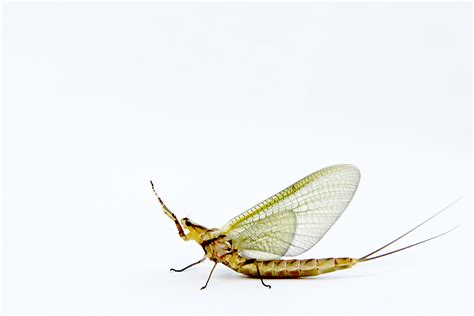 Image result for mayfly