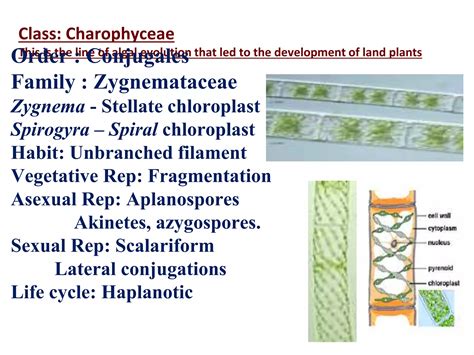 Life Cycle Of Zygnema
