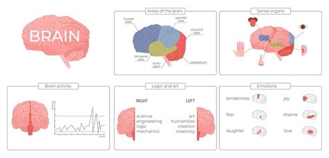 Brain Function Explanation 的图像结果