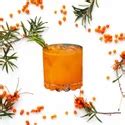 Seabuckthorn India, Jaipur - Manufacturer of Seabuckthorn Pulp and Sea ...