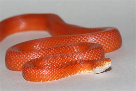 Snake App Download 的图像结果